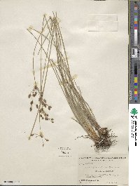 Fimbristylis caroliniana image