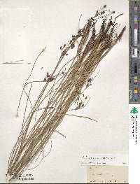 Fimbristylis spadicea image