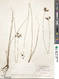 Fimbristylis spadicea image