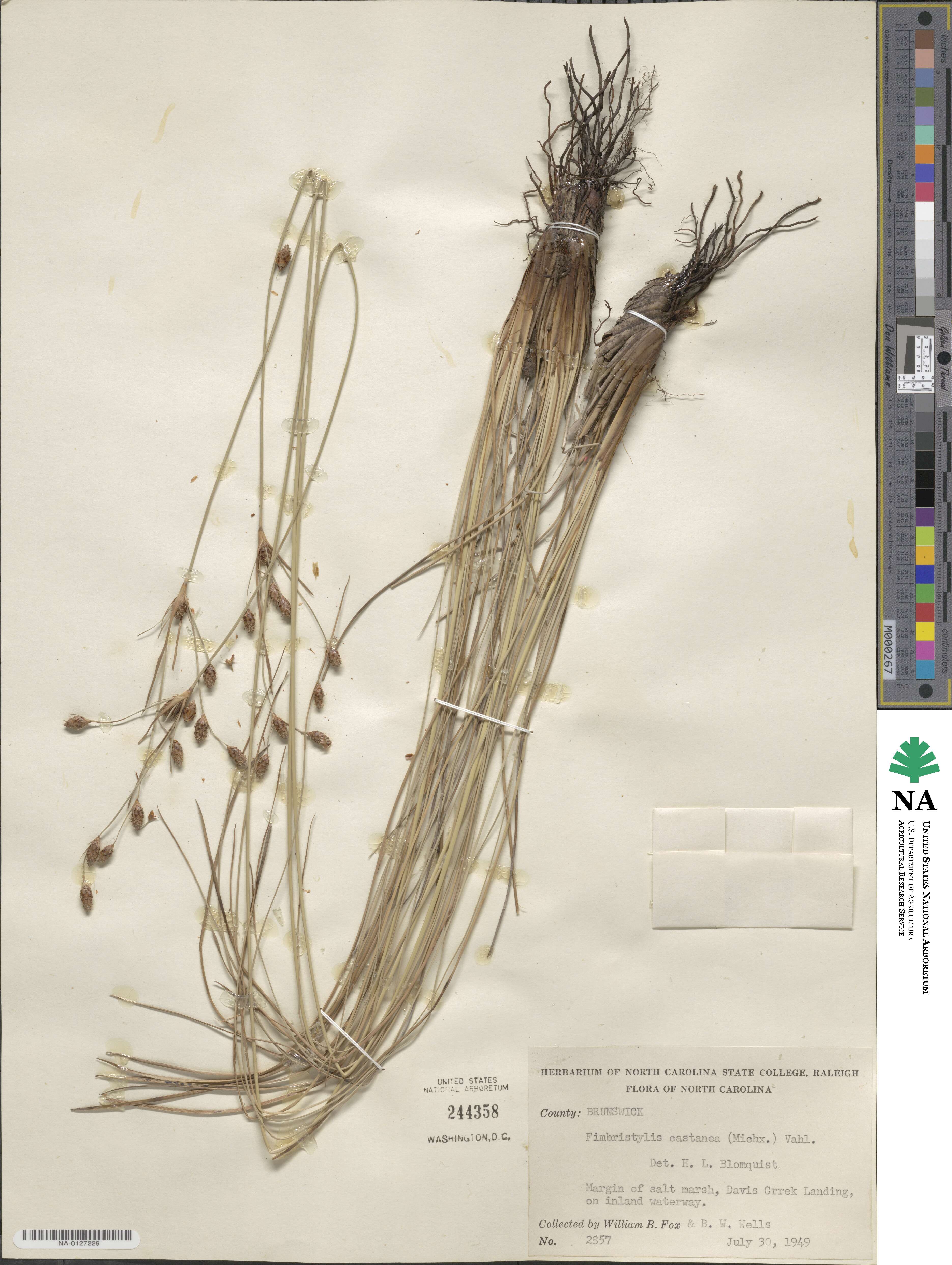 Fimbristylis spadicea image