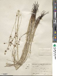 Fimbristylis spadicea image