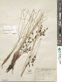 Fimbristylis spadicea image