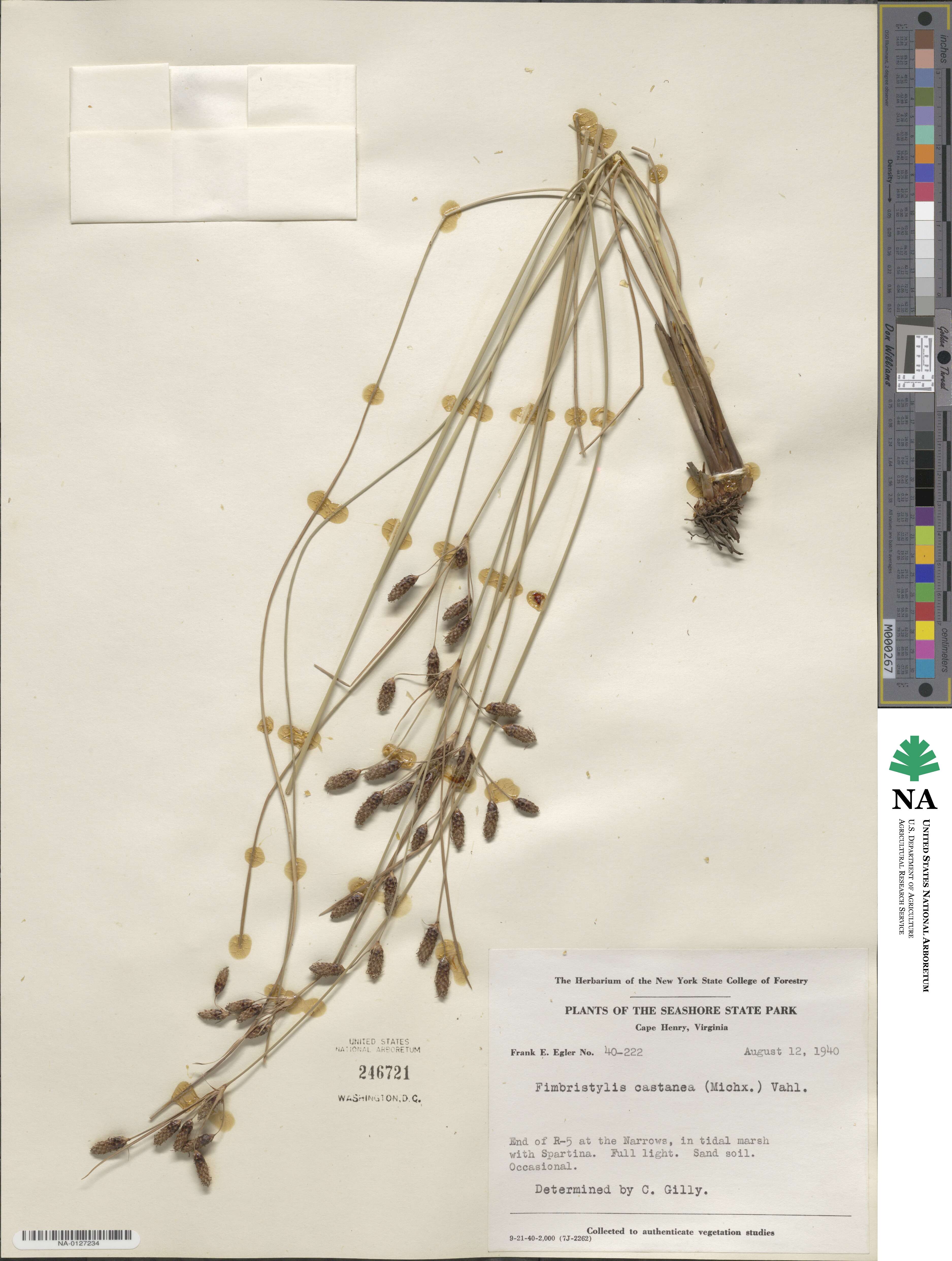 Fimbristylis spadicea image
