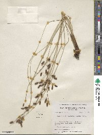 Fimbristylis spadicea image