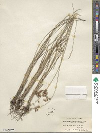 Fimbristylis spadicea image