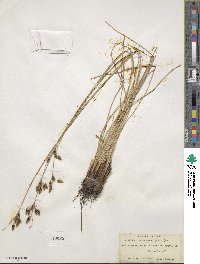 Fimbristylis spadicea image