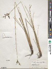 Fimbristylis spadicea image