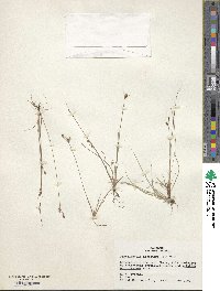 Fimbristylis dichotoma image