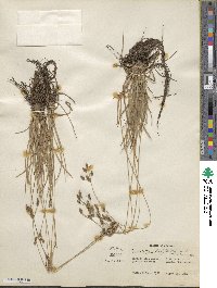 Fimbristylis dichotoma subsp. dichotoma image