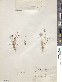 Fimbristylis autumnalis image