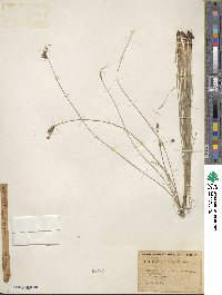 Fimbristylis puberula image