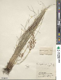 Fimbristylis puberula image