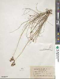 Fimbristylis puberula image