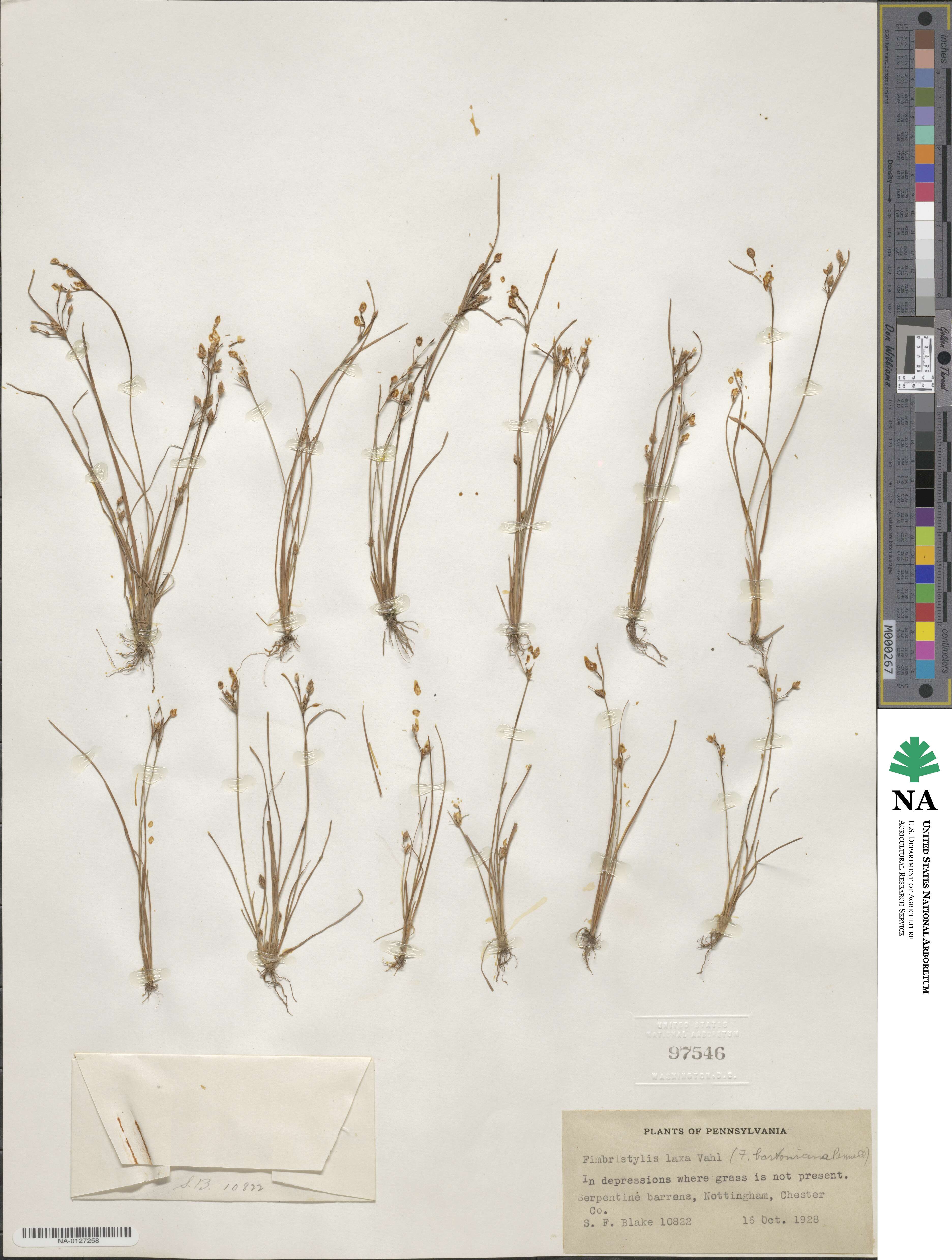 Fimbristylis dichotoma subsp. dichotoma image