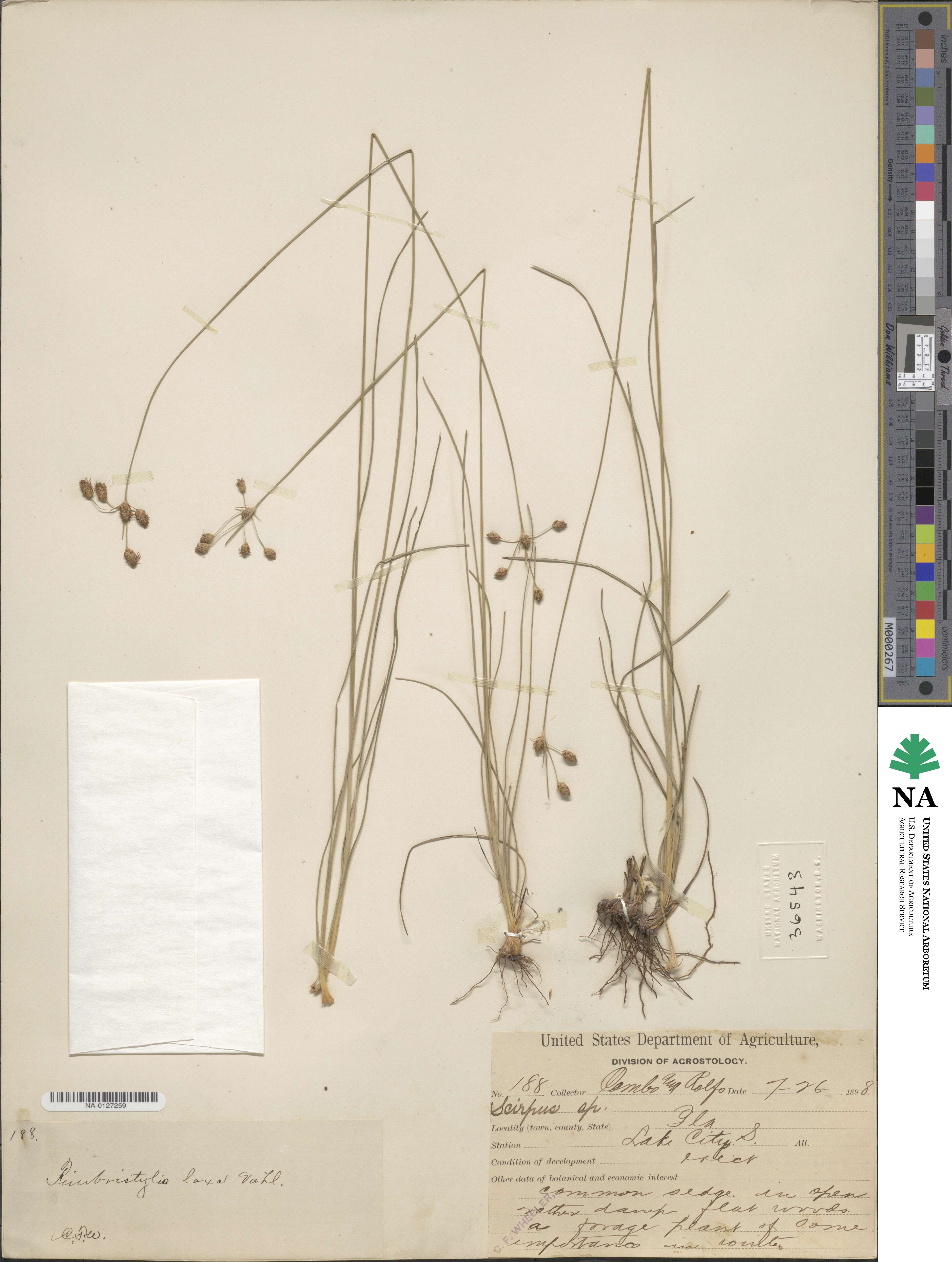 Fimbristylis dichotoma subsp. dichotoma image