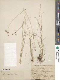 Fimbristylis dichotoma image