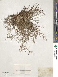 Fimbristylis dichotoma image