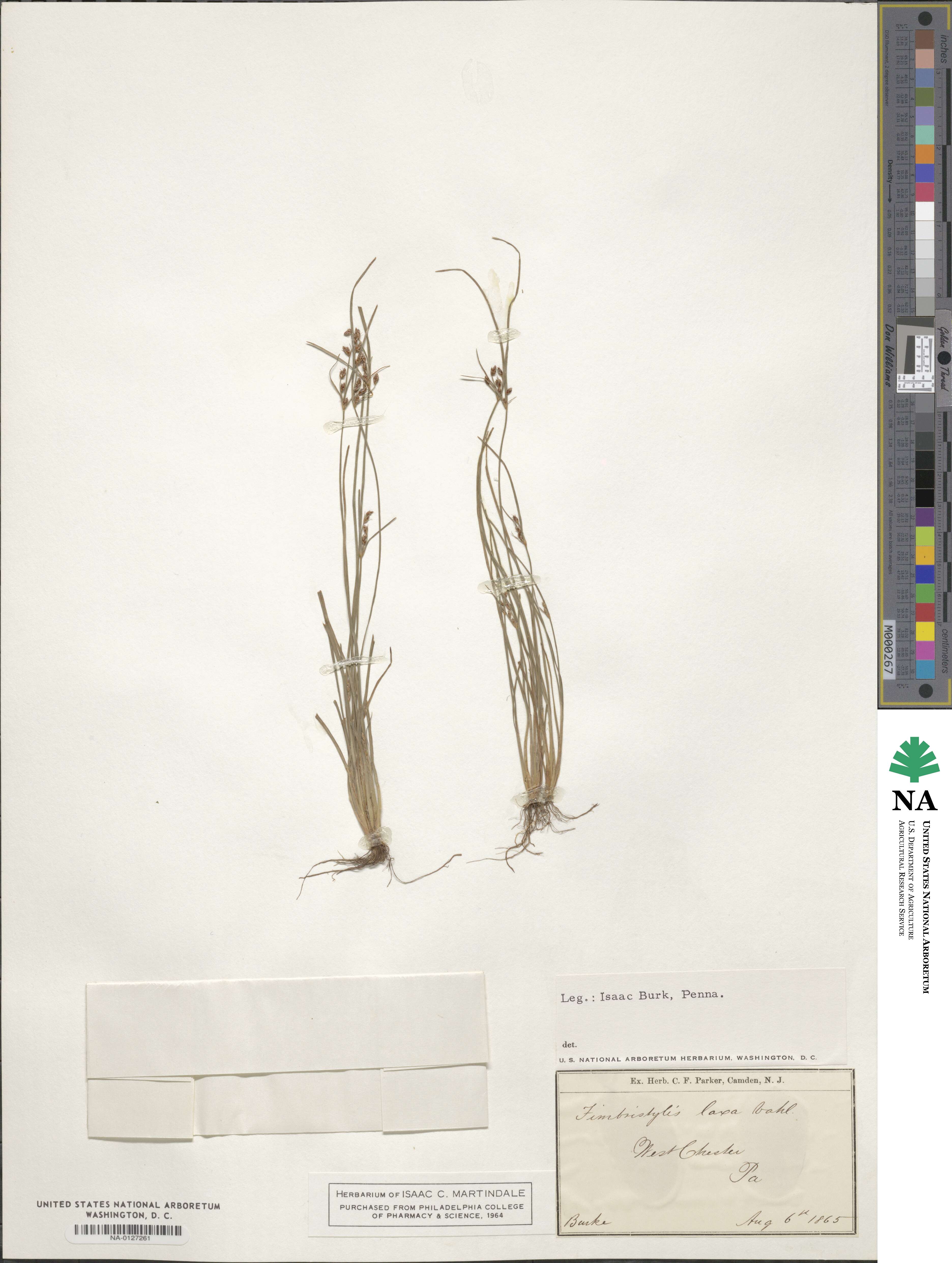 Fimbristylis dichotoma subsp. dichotoma image