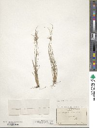 Fimbristylis dichotoma image