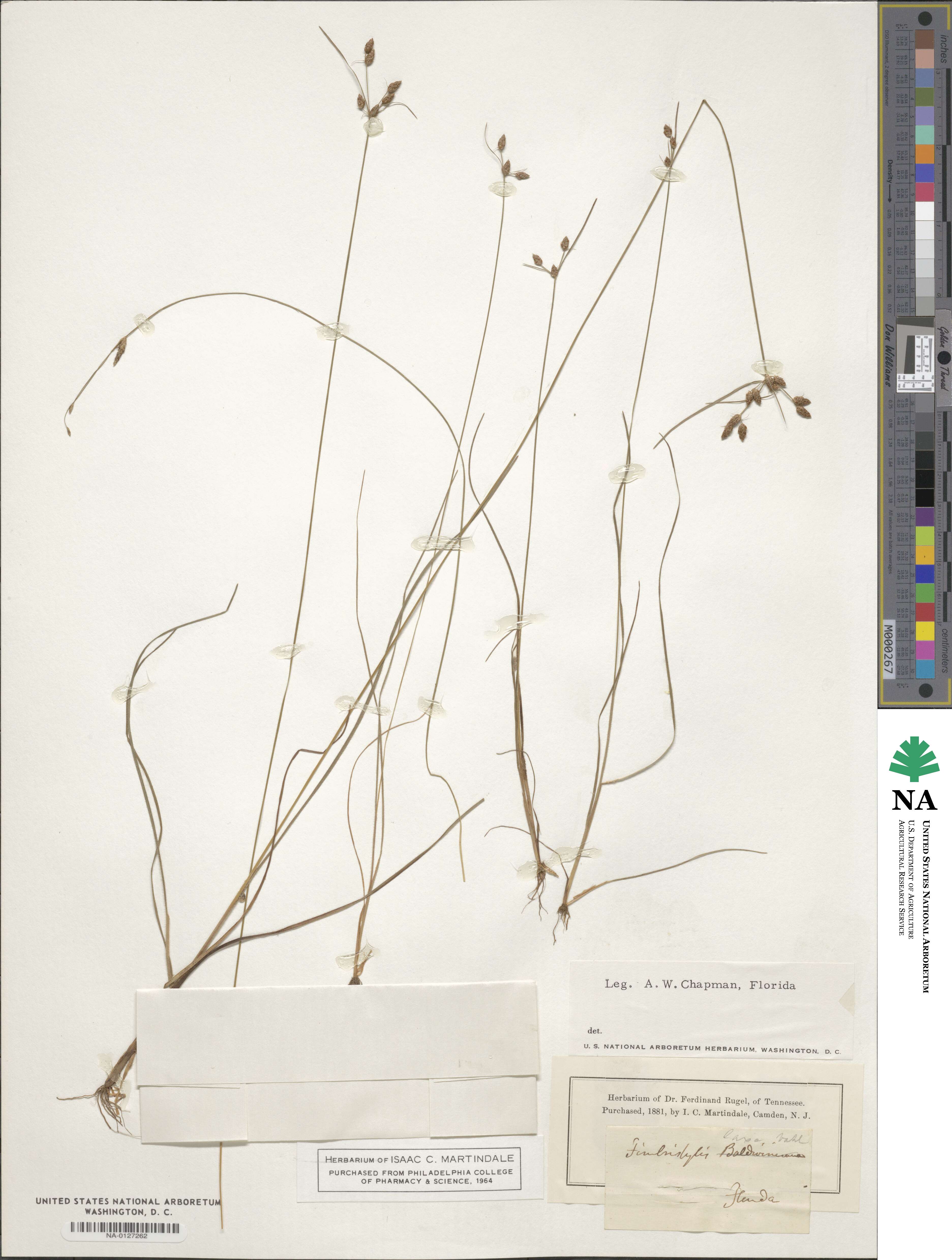 Fimbristylis dichotoma subsp. dichotoma image