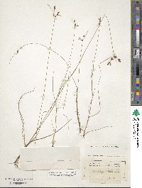 Fimbristylis dichotoma subsp. dichotoma image