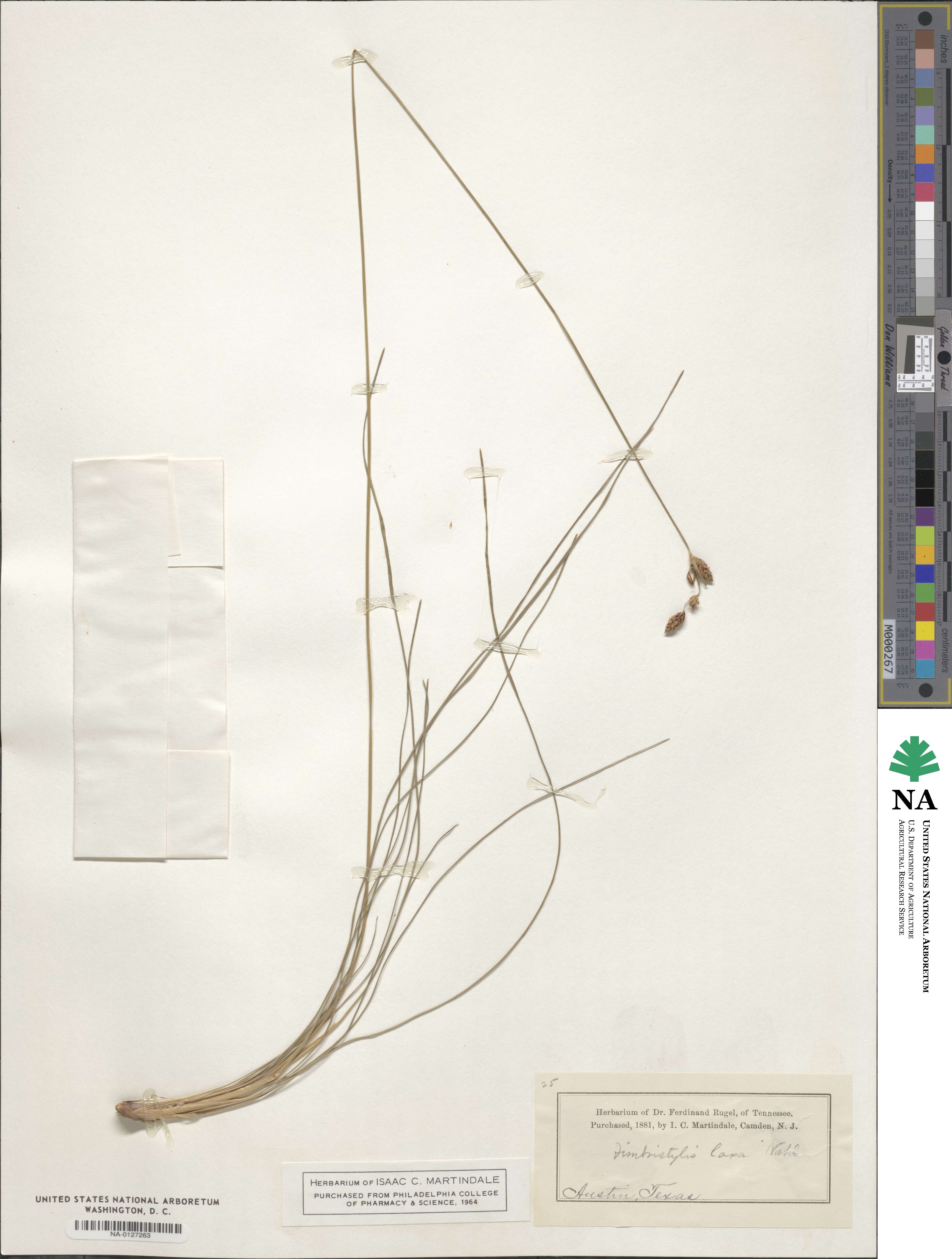 Fimbristylis dichotoma subsp. dichotoma image