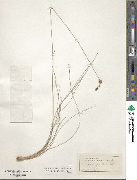 Fimbristylis dichotoma subsp. dichotoma image