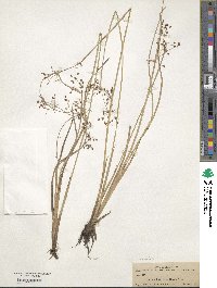 Fimbristylis quinquangularis subsp. quinquangularis image