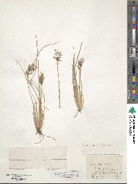 Fimbristylis quinquangularis subsp. quinquangularis image