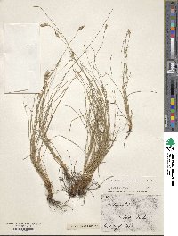 Abildgaardia ovata image