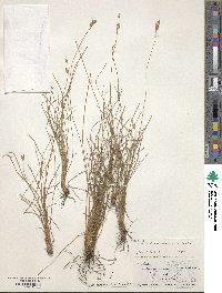 Abildgaardia ovata image