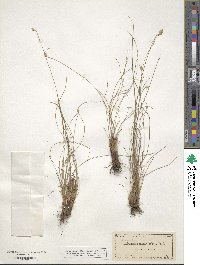 Abildgaardia ovata image