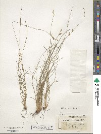 Abildgaardia ovata image