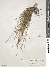 Abildgaardia ovata image