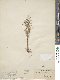 Fimbristylis autumnalis image