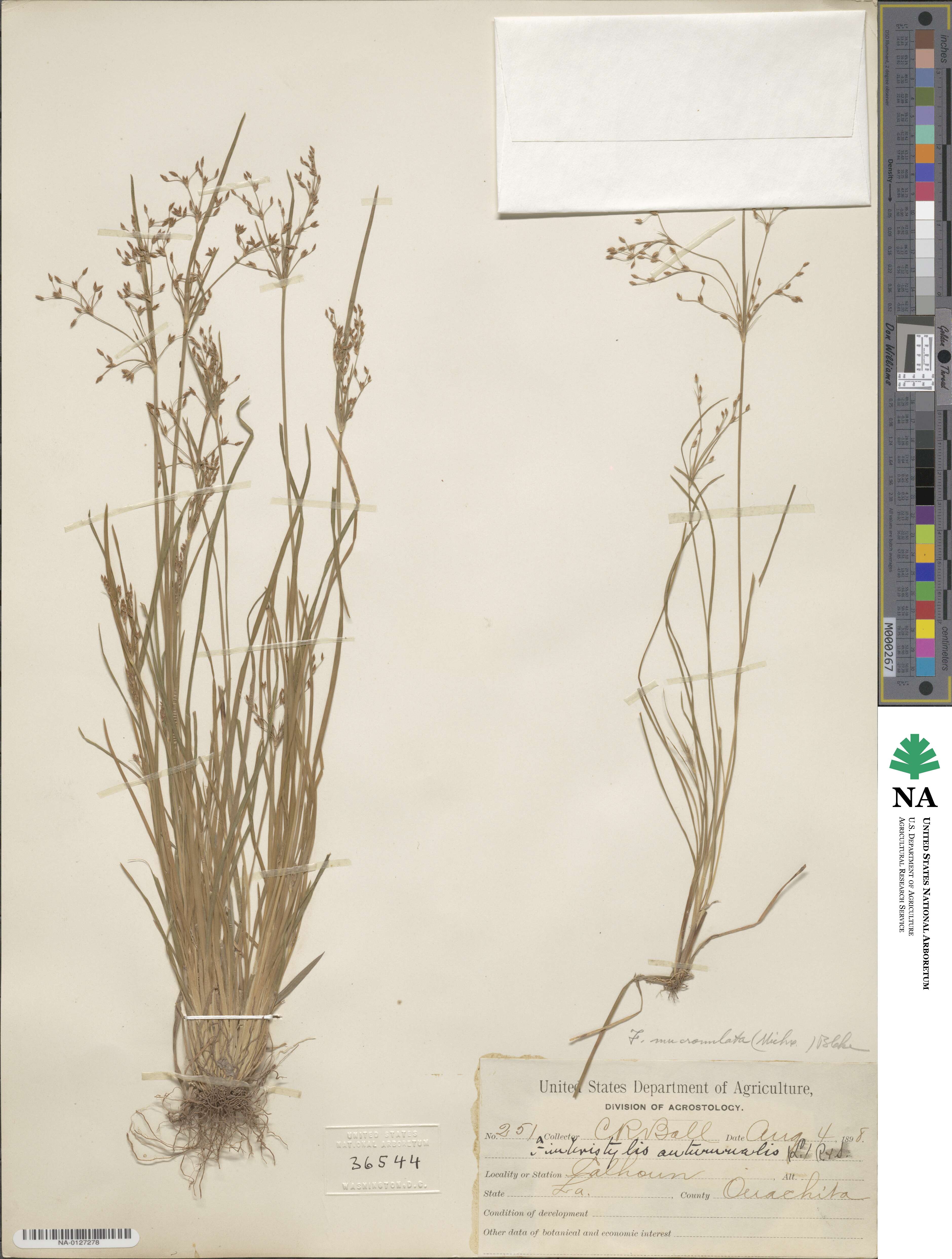 Fimbristylis autumnalis image