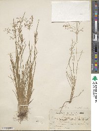 Fimbristylis autumnalis image