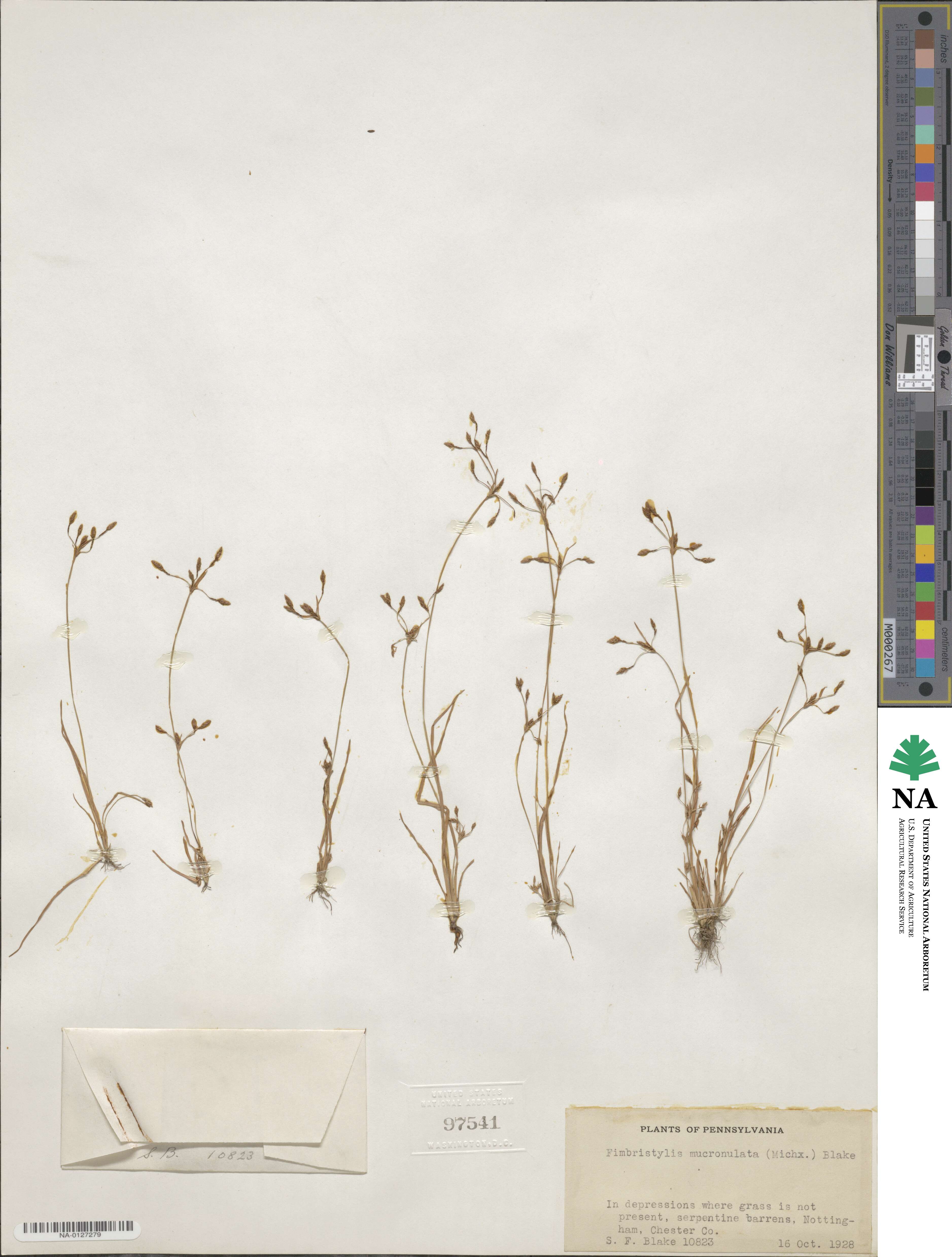 Fimbristylis autumnalis image