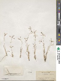 Fimbristylis autumnalis image