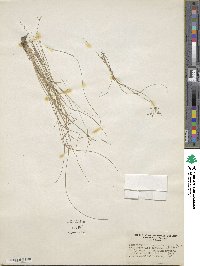 Fimbristylis autumnalis image