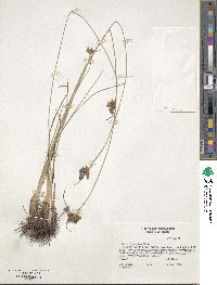 Fimbristylis puberula image