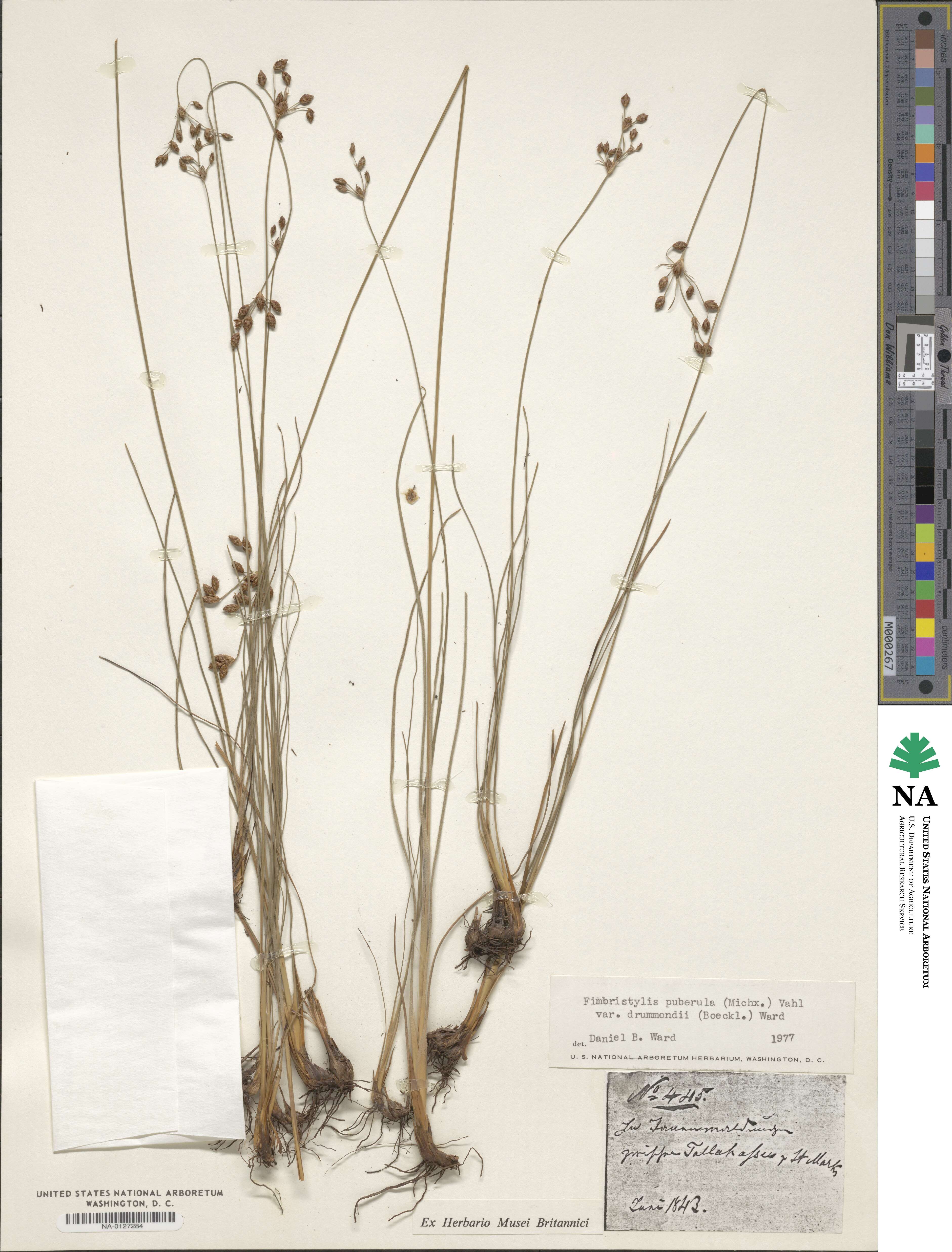 Fimbristylis puberula image