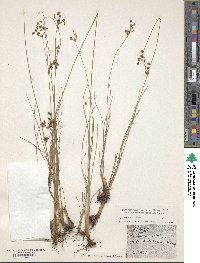 Fimbristylis puberula image