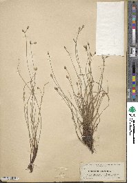 Image of Fimbristylis schoenoides