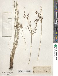 Fimbristylis spadicea image