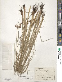 Fimbristylis spadicea image