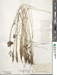 Fimbristylis spadicea image