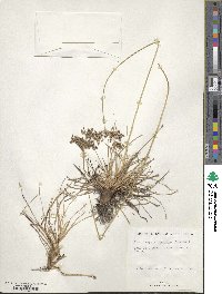 Fimbristylis spadicea image