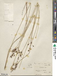 Fimbristylis spadicea image