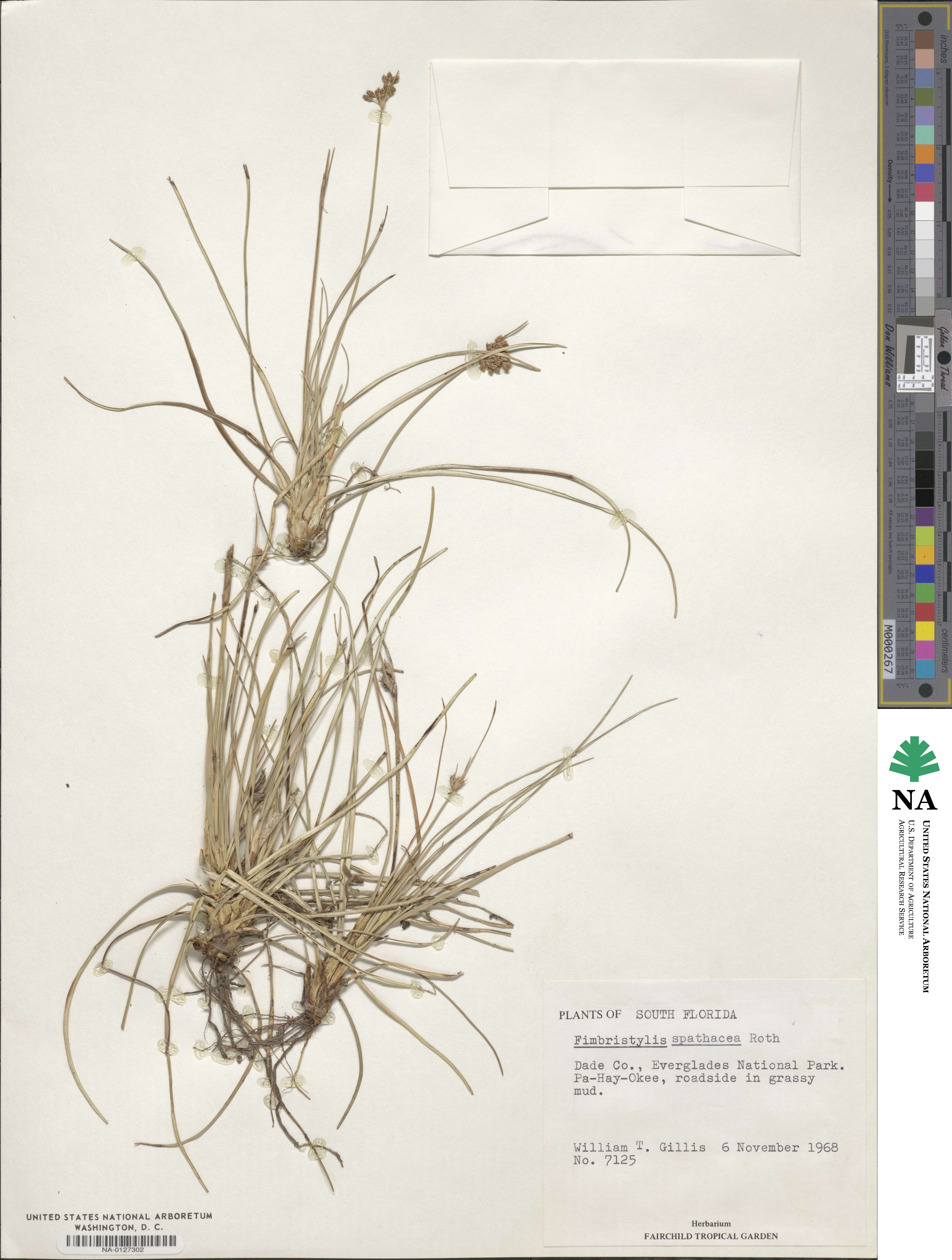 Fimbristylis cymosa subsp. cymosa image